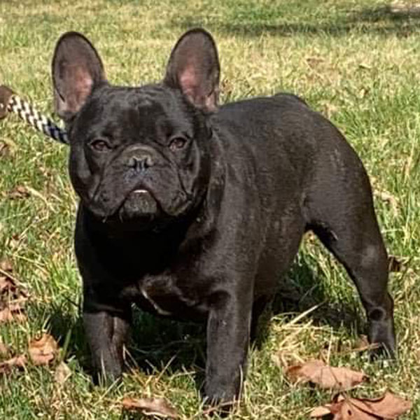 Tyler - AKC French Bulldog