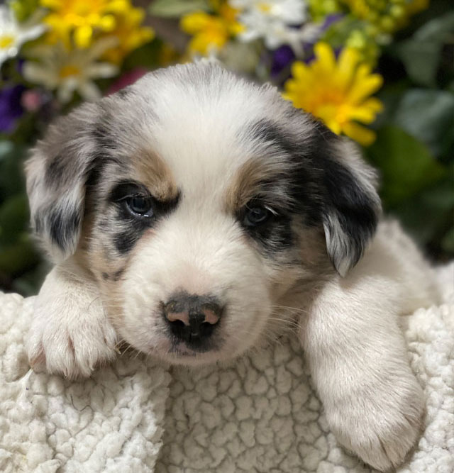 Border Collie Balance Payment