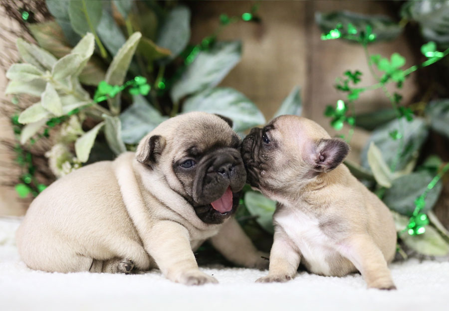 Panda Puppy Deposit